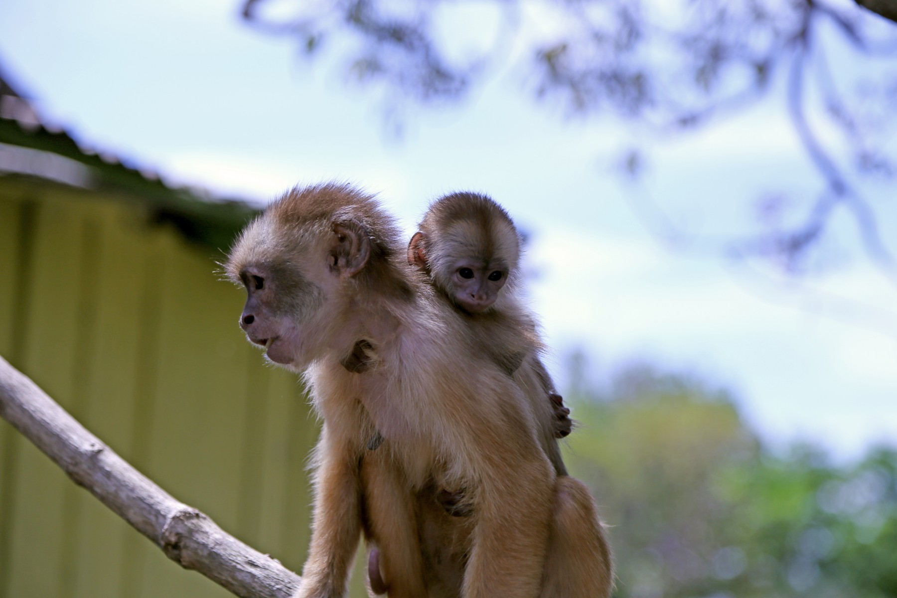 monkeys in the rainforest